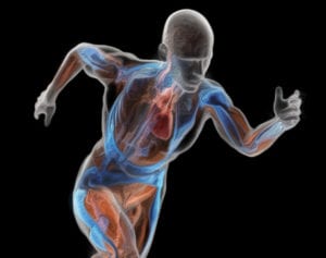 fisiologia